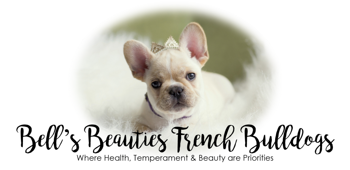 Bell's Beauties French Bulldogs